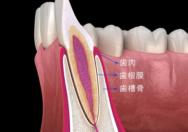 歯周病の進行と再生療法